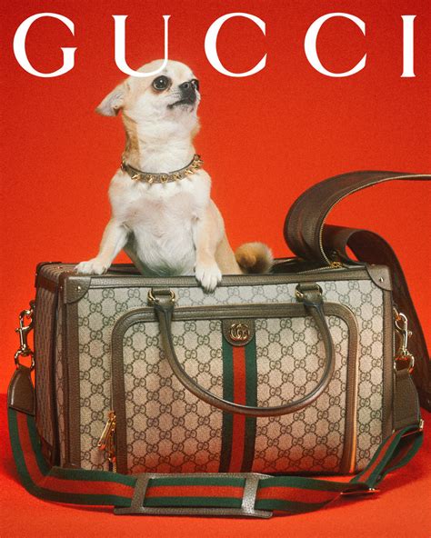 gucci dog comb|Gucci pet couch.